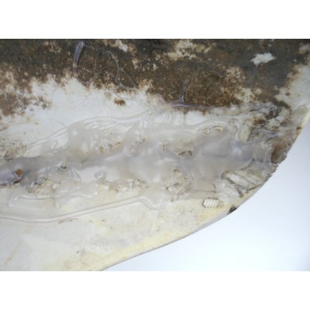 CARENA PARAFANGO COPERTURA RUOTA ANTERIORE APRILIA AF1 125 Project 108 1987